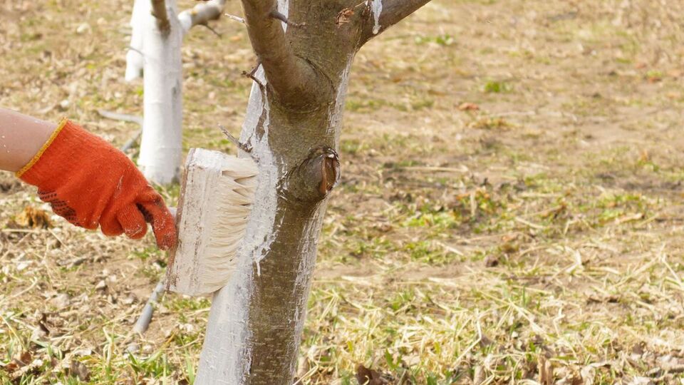 Специальная побелка защищает деревья от вредителей