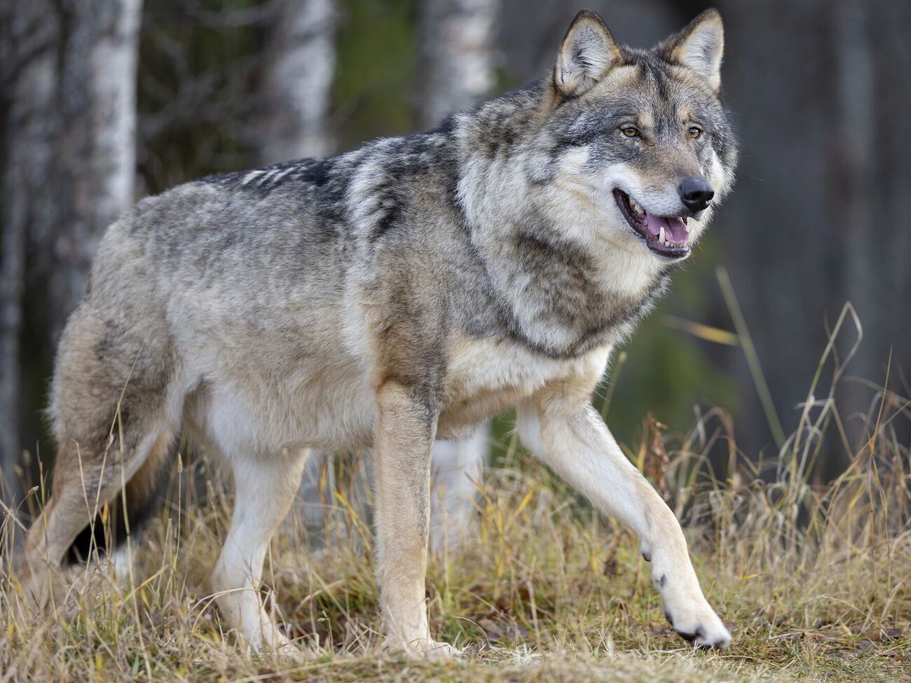 Одесит прославився, порівнявши себе з вовком