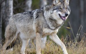 Одесит прославився, порівнявши себе з вовком