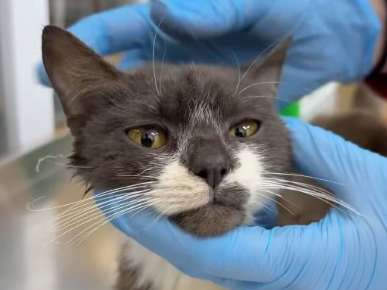 Зооактивисты отобрали у женщины четырех ее кошек и оказали им необходимую помощь