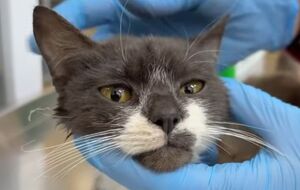 Зооактивисты отобрали у женщины четырех ее кошек и оказали им необходимую помощь