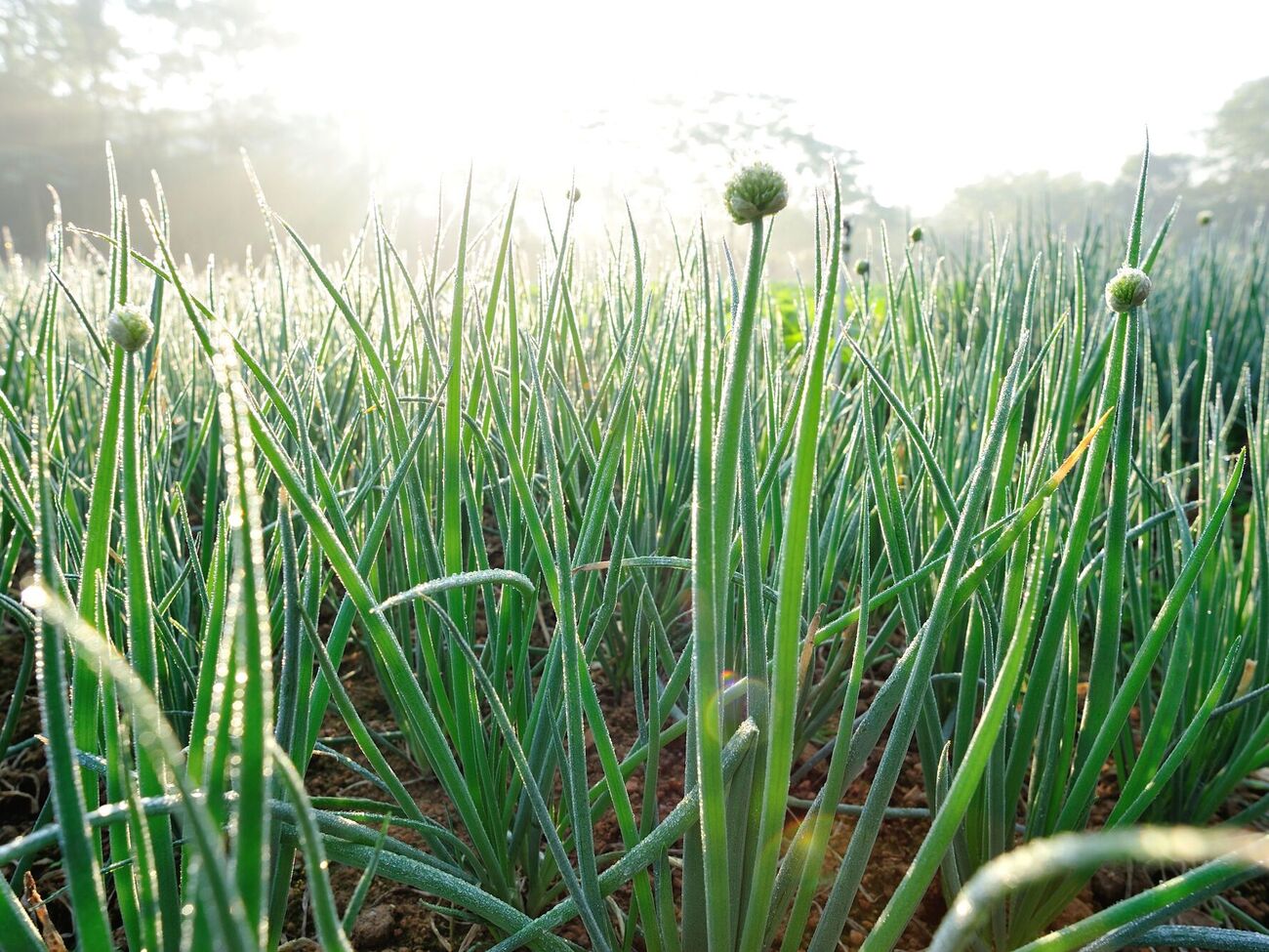 Обычно лук под зиму высаживают в период с начала ноября и до 20-х чисел