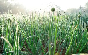 Обычно лук под зиму высаживают в период с начала ноября и до 20-х чисел
