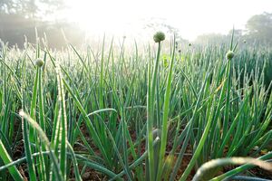 Обычно лук под зиму высаживают в период с начала ноября и до 20-х чисел