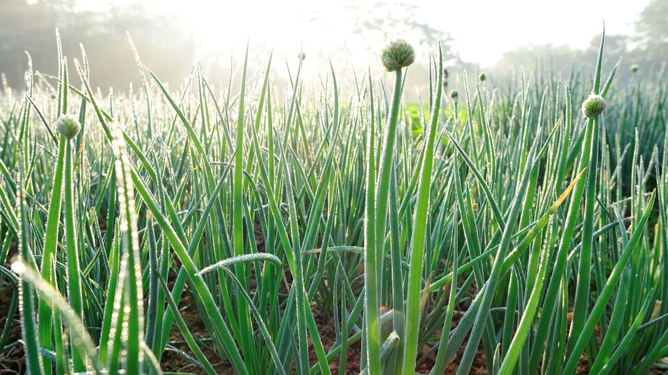 Обычно лук под зиму высаживают в период с начала ноября и до 20-х чисел