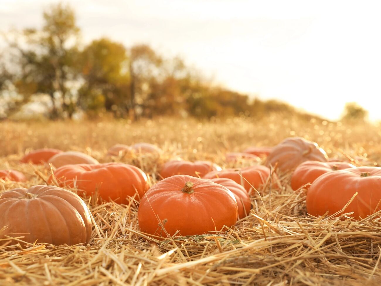 Огородница повезет свою гигантскую тыкву на выставку в Киев
