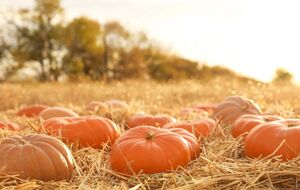 Городниця повезе свого гігантського гарбуза на виставку до Києва