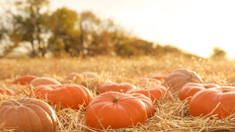 Городниця повезе свого гігантського гарбуза на виставку до Києва