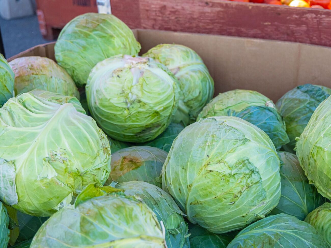 Для хранения капусты используют смесь из песка и золы