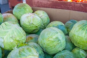 Для хранения капусты используют смесь из песка и золы