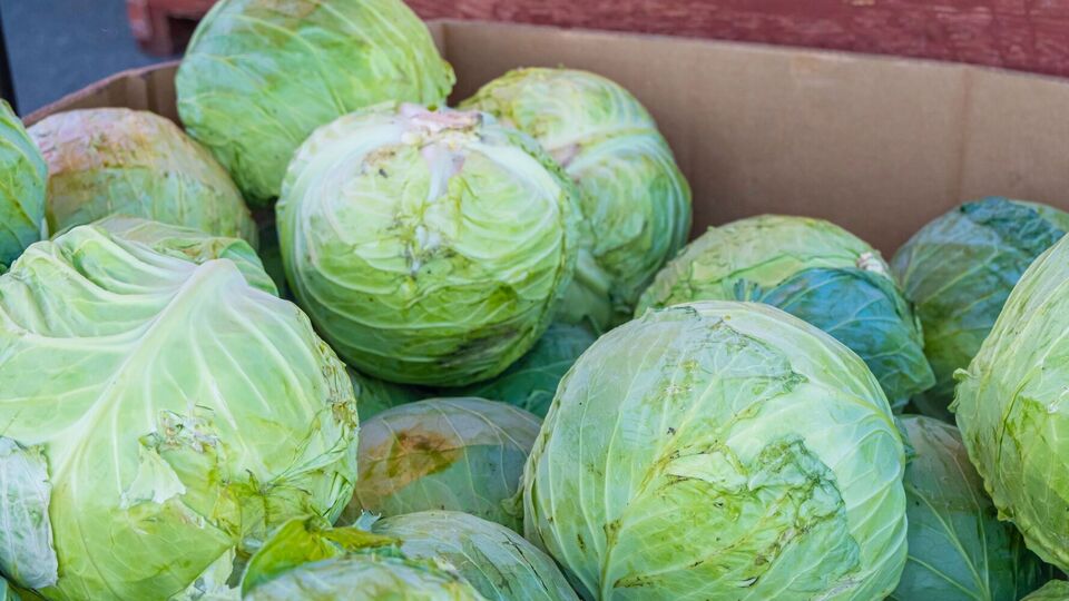 Для хранения капусты используют смесь из песка и золы