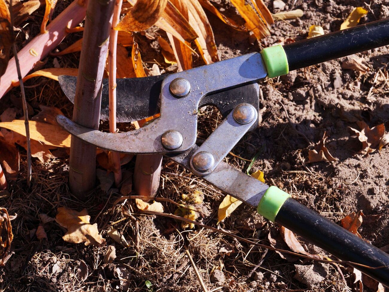 Обрезать растения нужно по-разному, в зависимости от вида