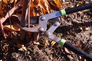 Обрезать растения нужно по-разному, в зависимости от вида