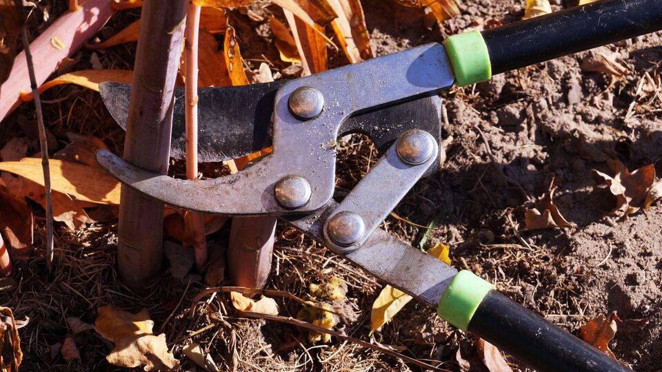 Обрезать растения нужно по-разному, в зависимости от вида