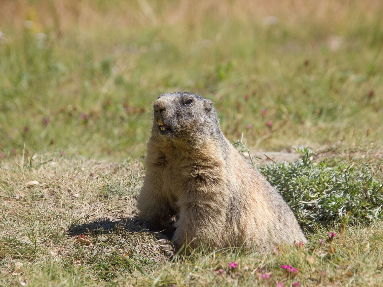 Регулятор советует бурятам отказаться от употребления мяса и внутренностей сурков из-за чумы