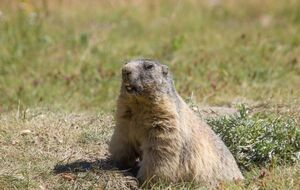 Регулятор радить бурятам відмовитися від уживання м'яса й нутрощів бабаків через чуму
