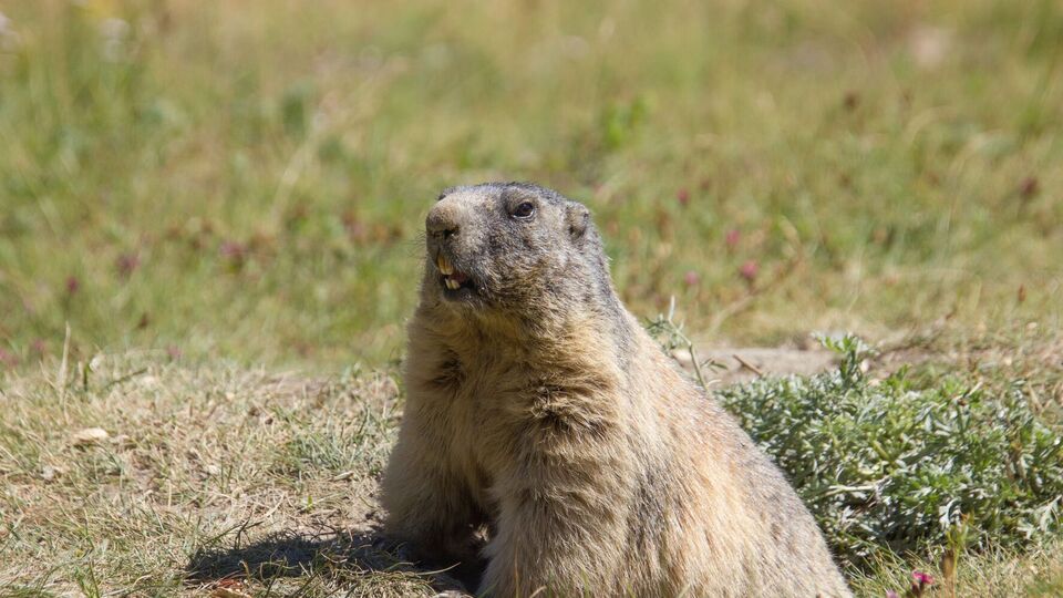 Регулятор радить бурятам відмовитися від уживання м'яса й нутрощів бабаків через чуму