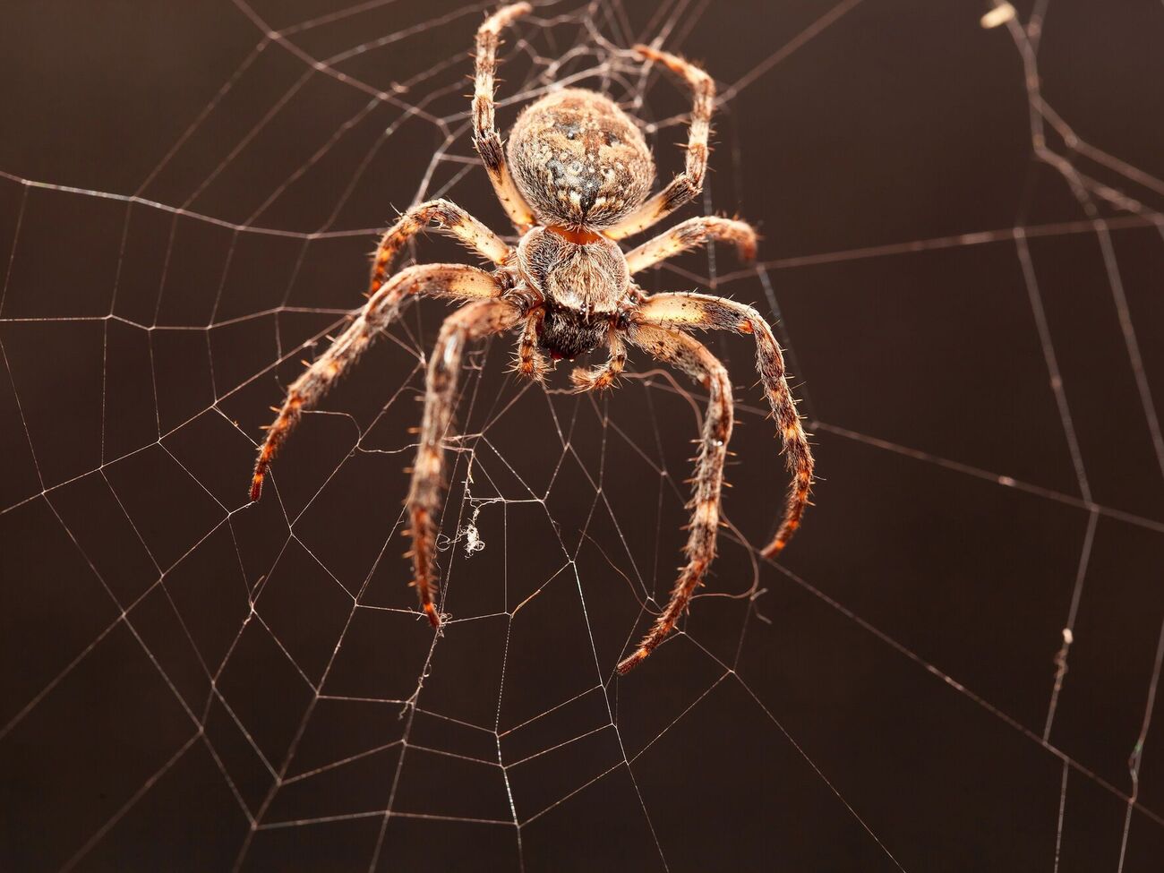 Паукам не нравится аромат цитрусовых и розмарина