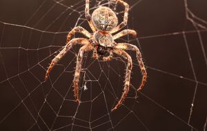 Паукам не нравится аромат цитрусовых и розмарина