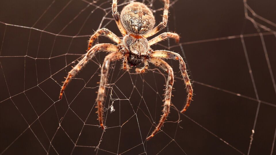 Паукам не нравится аромат цитрусовых и розмарина