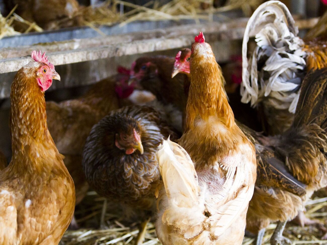 Если куры зажиреют, это значительно повлияет на яйценоскость