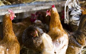 Если куры зажиреют, это значительно повлияет на яйценоскость