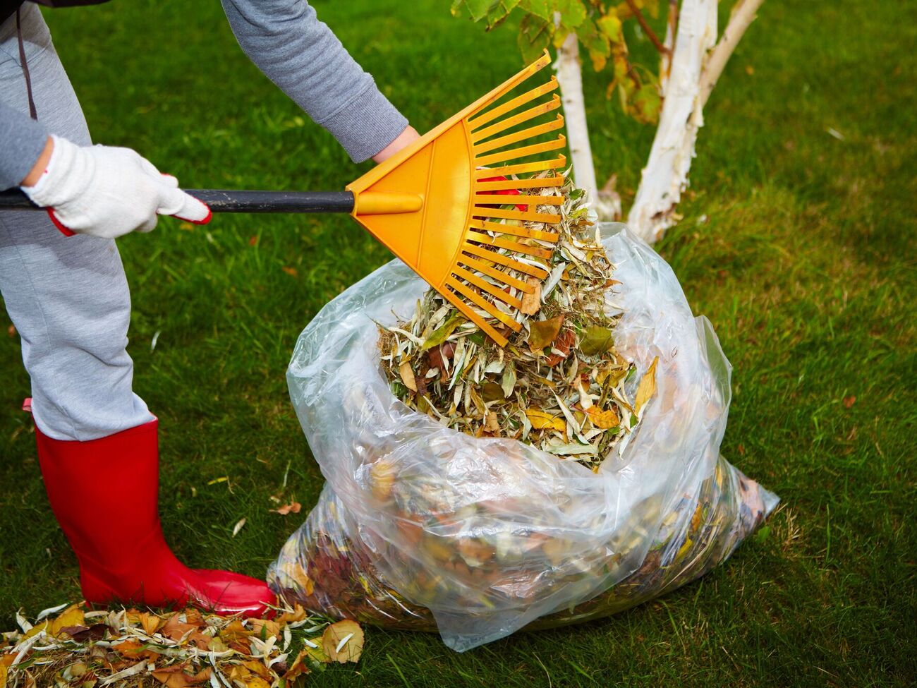 Осенью в саду убирают листву