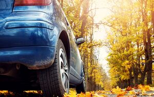 При виде паука нужно сохранять спокойствие