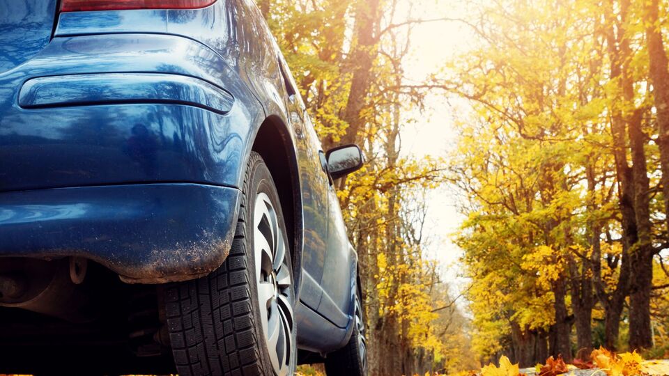 При виде паука нужно сохранять спокойствие