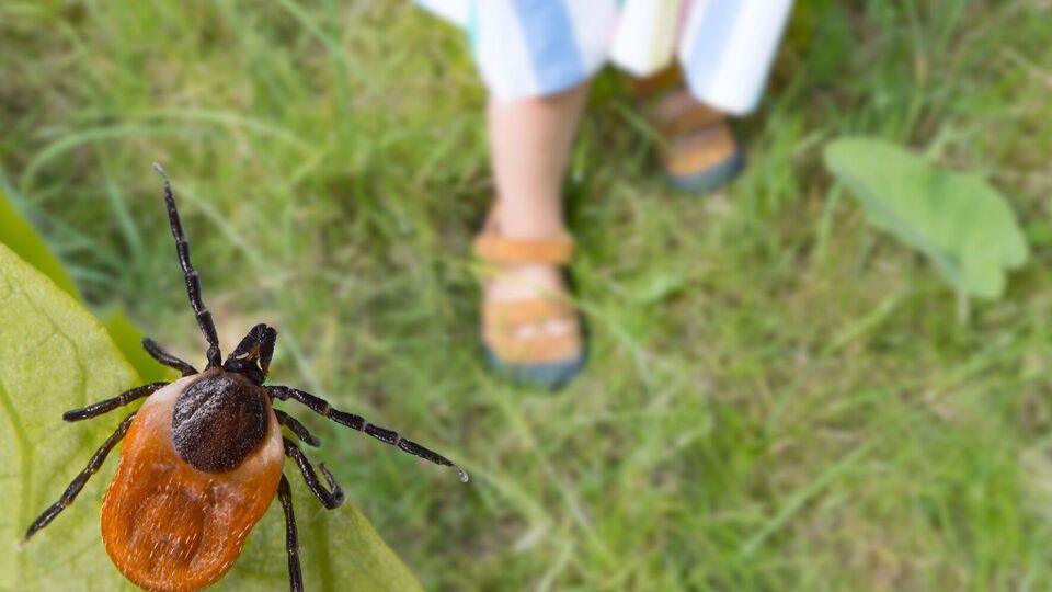 Захворіти на хворобу Лайма може кожен