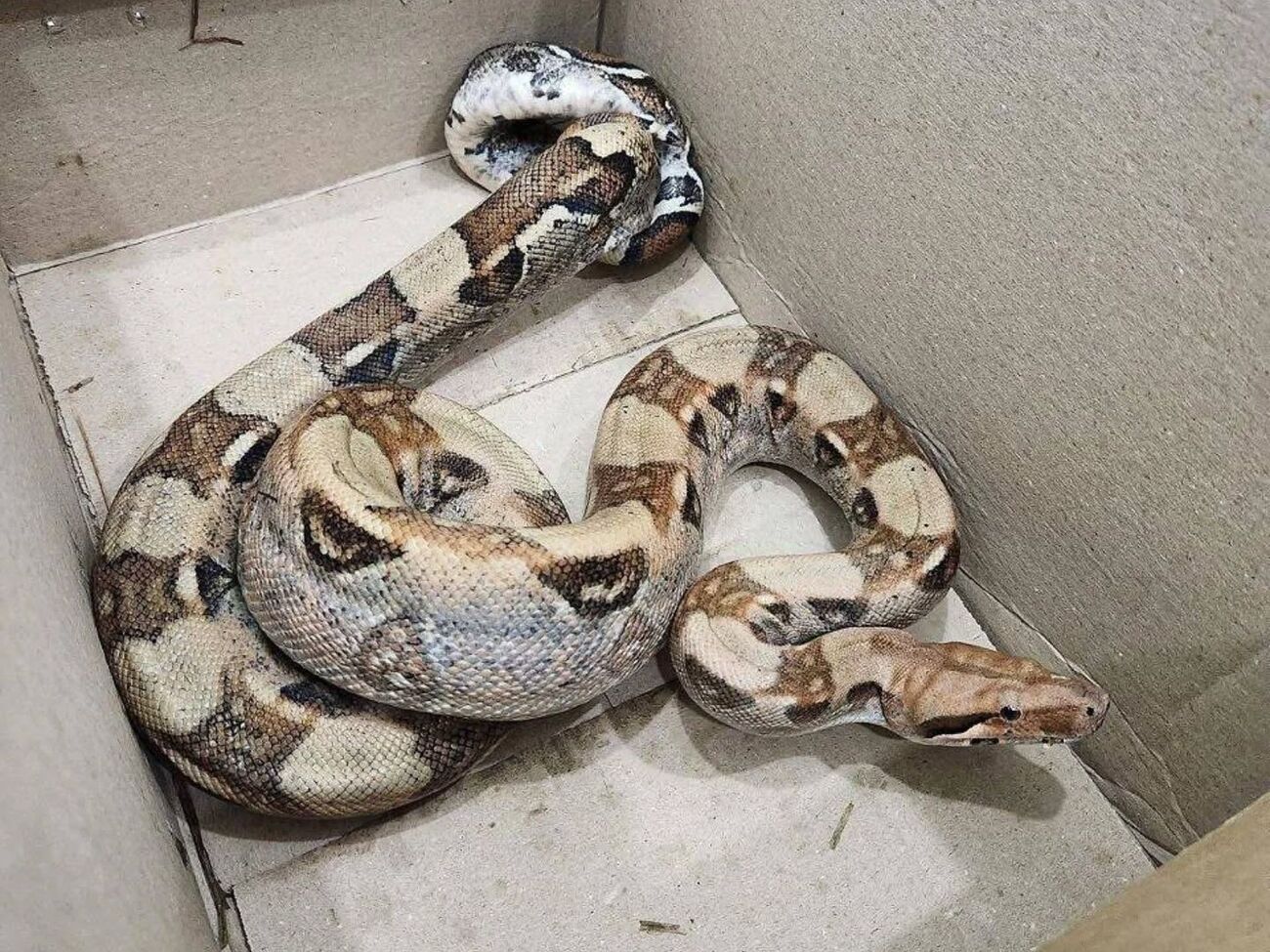 Неизвестно, что делала экзотическая змея в лесу