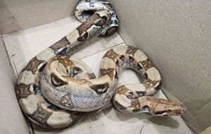 Неизвестно, что делала экзотическая змея в лесу