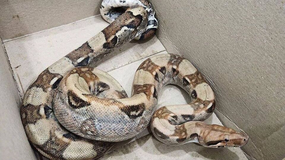 Неизвестно, что делала экзотическая змея в лесу