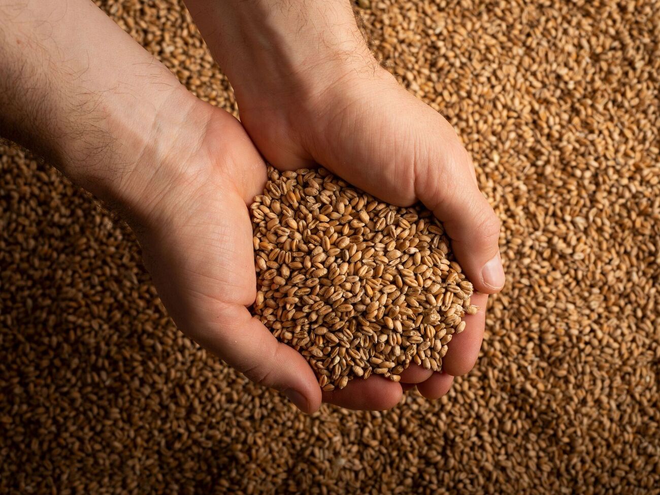 Спочатку запаси зерна створять у чотирьох північних ленах, а потім і по всій країні