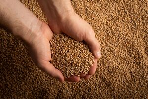 Сначала запасы зерна создадут в четырех северных ленах, а потом и по всей стране