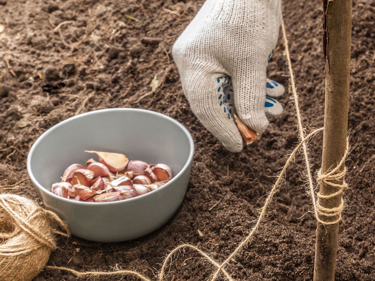 За две недели до высадки чеснока нужно удобрить землю сульфатом калия