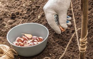 За два тижні до висадження часнику потрібно підживити землю сульфатом калію