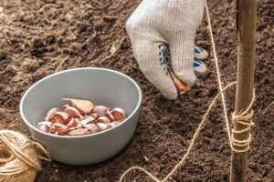 За две недели до высадки чеснока нужно удобрить землю сульфатом калия