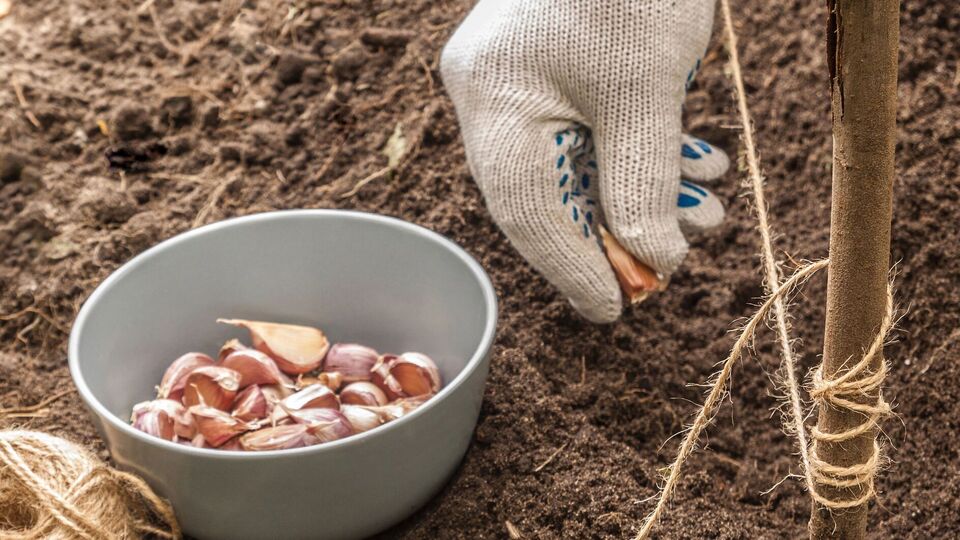За две недели до высадки чеснока нужно удобрить землю сульфатом калия
