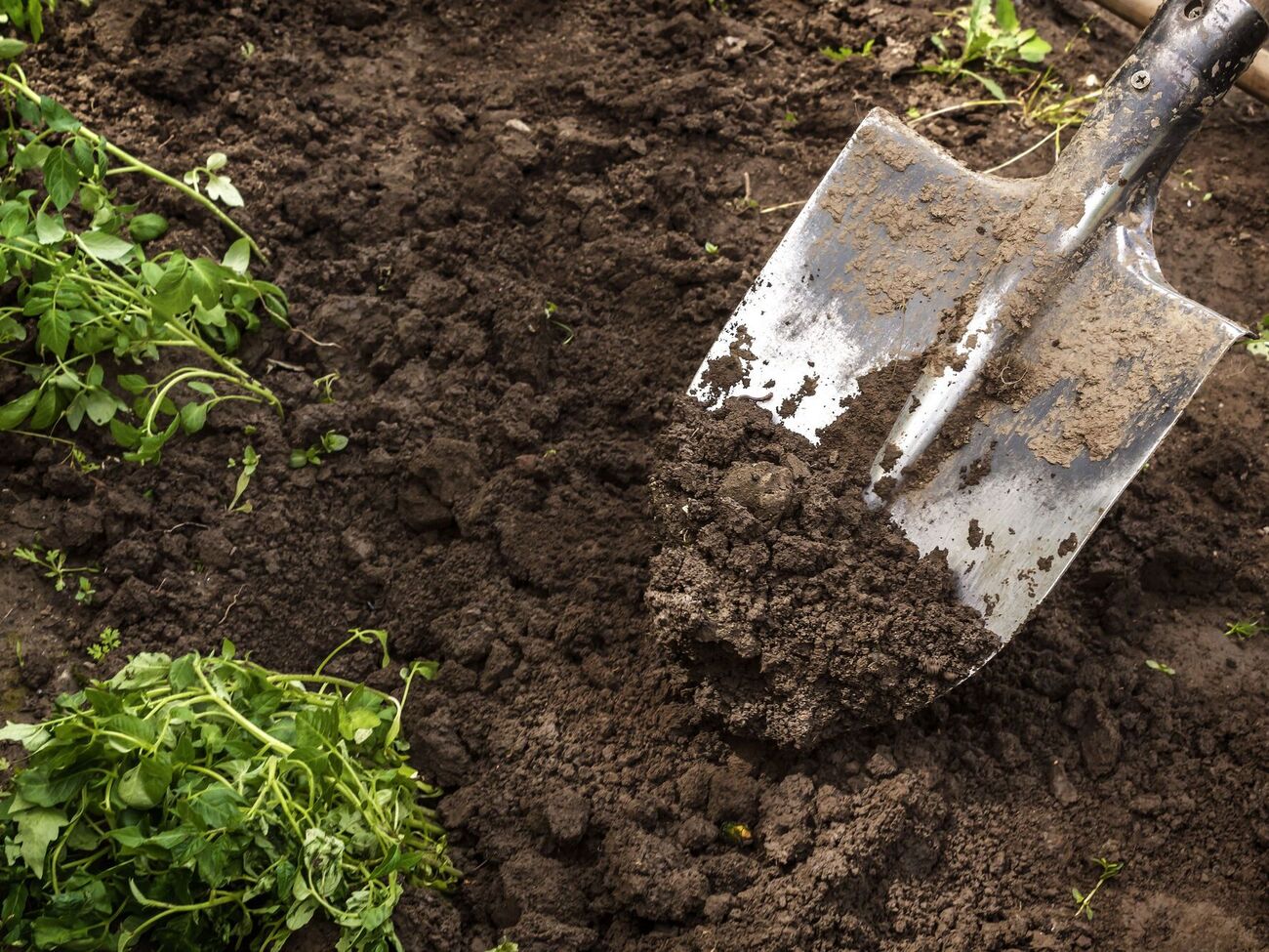 Грядки будут обогащены полезными веществами