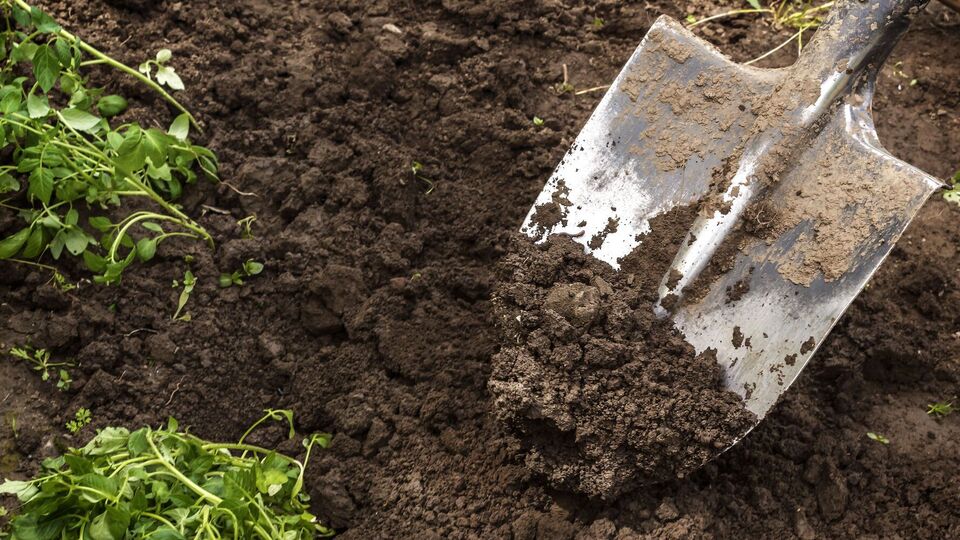 Грядки будут обогащены полезными веществами