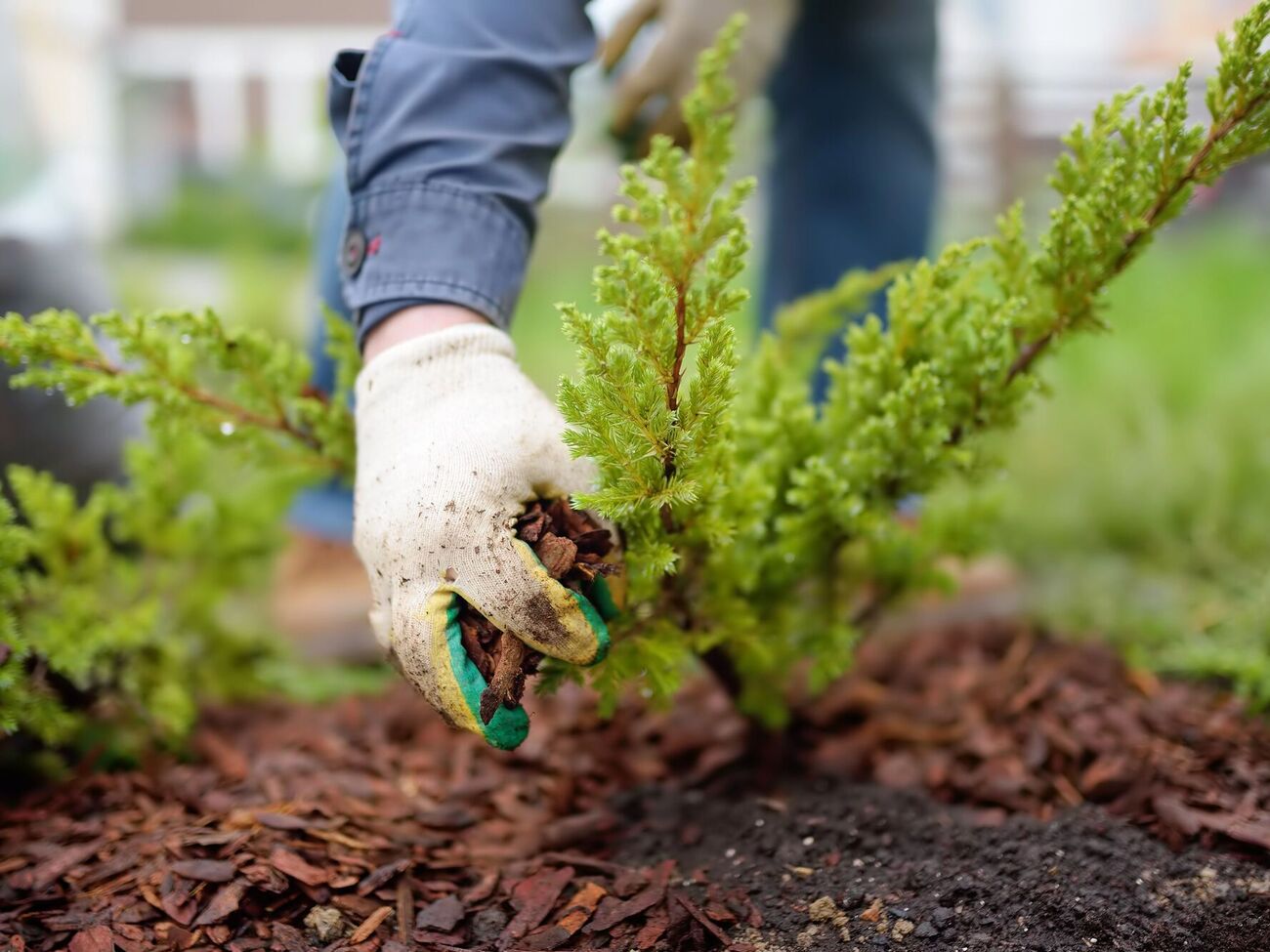 Во время осенней посадки важно также правильно подготовить почву