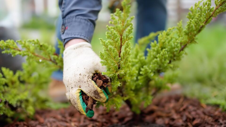Во время осенней посадки важно также правильно подготовить почву