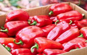 Щоб перець зберігся в ідеальному стані, його потрібно викласти тонким шаром у пластикові ящики з отворами