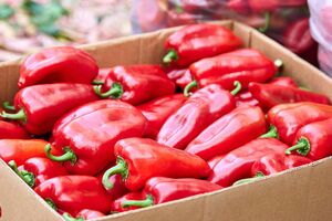 Щоб перець зберігся в ідеальному стані, його потрібно викласти тонким шаром у пластикові ящики з отворами