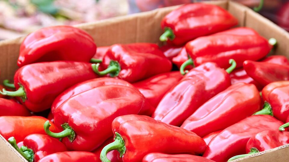 Чтобы перец сохранился в идеальном состоянии, его нужно выложить тонким слоем в пластиковые ящики с отверстиями