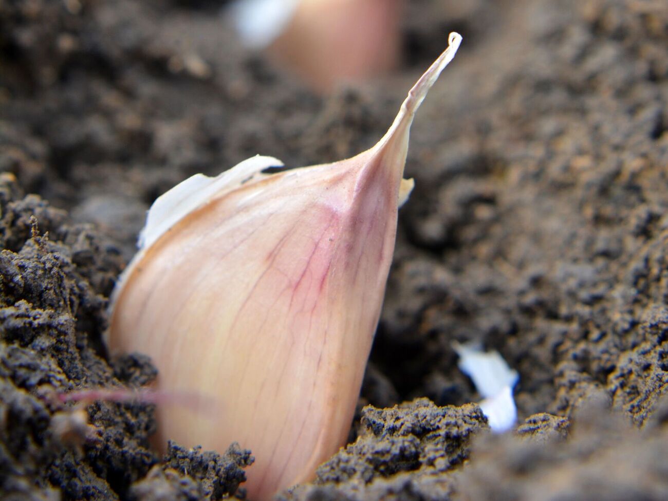 Озимый чеснок нельзя высаживать после чеснока и лука