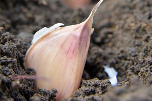 Озимый чеснок нельзя высаживать после чеснока и лука