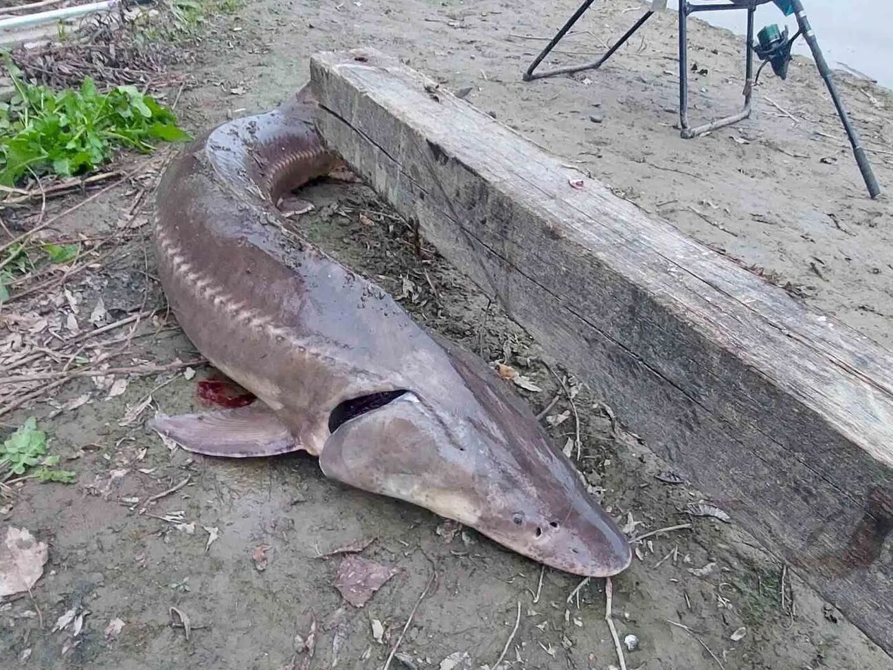 Упіймана риба вважалася зниклим видом