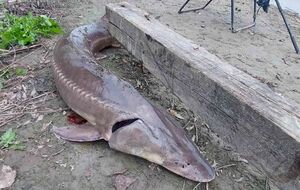 Упіймана риба вважалася зниклим видом